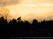 Bald Eagle silhouette