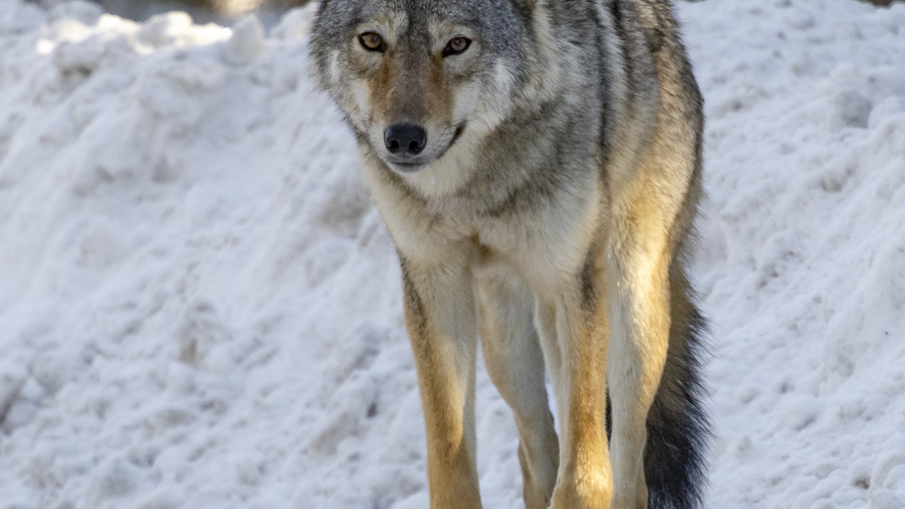 Incredible Algonquin Eastern Wolf
