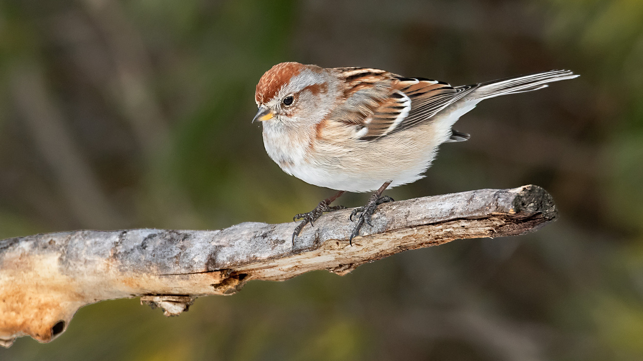 American Tree Sparrow
