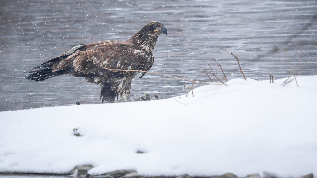 Juvenile Bald Eagle