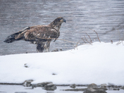 Juvenile Bald Eagle