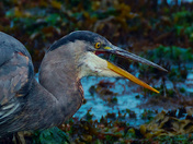 Combing The Seaweed