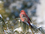 Male Pine Grosbeak