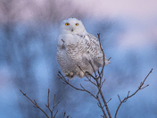 Snowy owl at dusk