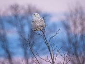 Snowy owl at dusk