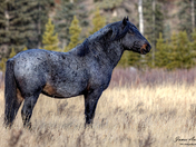 Beautiful Roan Horse - Alberta Wild Horse