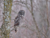 Great Grey Owl