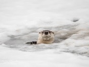 Curious Otter