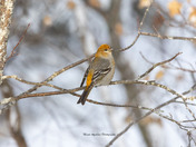Female Pine Grosbeak!  