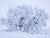 Rime Ice in the Winter Fog