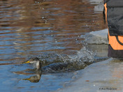 Red Necked Grebe Release