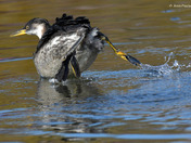 Red Necked Grebe Release
