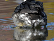 Red Necked Grebe Release
