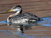 Red Necked Grebe Release