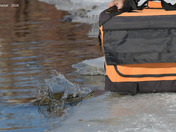 Red Necked Grebe Release