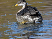 Red Necked Grebe Release