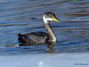 Red Necked Grebe Release