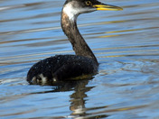 Red Necked Grebe Release