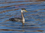 Red Necked Grebe Release
