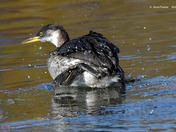 Red Necked Grebe Release