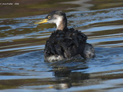 Red Necked Grebe Release