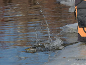 Red Necked Grebe Release