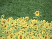 A sunflower waves in the breeze on a sunny summer day in Nova Scotia 