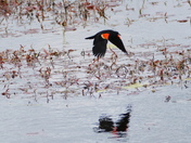 Red-winged blackbird