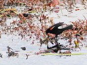 Red-winged blackbird