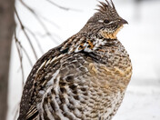 Ruffed Grouse