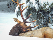 Roosevelt elk on Vancouver Island