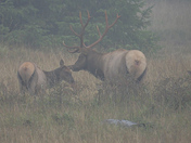 Roosevelt elk on Vancouver Island