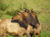 Roosevelt elk on Vancouver Island