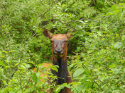Roosevelt elk on Vancouver Island