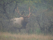 Roosevelt elk on Vancouver Island