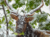 Roosevelt elk on Vancouver Island