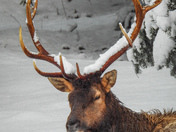 Roosevelt elk on Vancouver Island