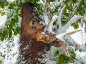Roosevelt elk on Vancouver Island
