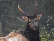 Roosevelt elk on Vancouver Island