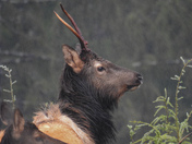 Roosevelt elk on Vancouver Island