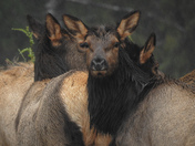 Roosevelt elk on Vancouver Island
