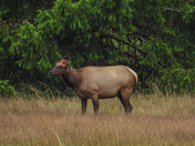 Roosevelt elk on Vancouver Island