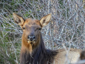 Roosevelt elk on Vancouver Island
