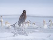 Juvenile bald eagle enjoying the wintery scene 🦅❄️