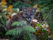 Baby cougar encounter
