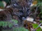 Baby cougar encounter