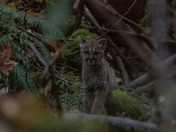 Baby cougar encounter