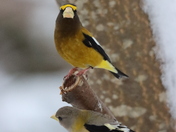 Evening Grosbeaks