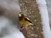 Evening Grosbeaks