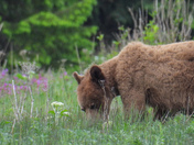 Grizzlies frolicking in the flowers
